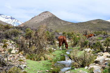  horse on the mountain