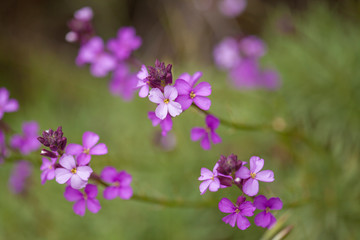 Obraz premium flora of Gran Canaria - Erysimum albescens