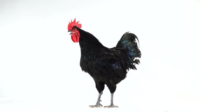 black rooster australorp (Gallus gallus) with dark green plumage singing on white screen