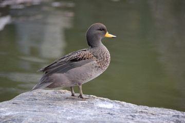 Patito
