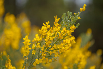 Flora of Gran Canaria - Genista microphylla