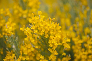 Flora of Gran Canaria - Genista microphylla