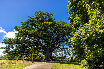 Árvore bicentenária