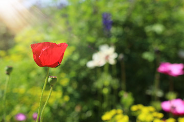photo of red poppies in the green field