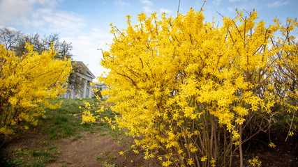 Fototapeta premium Large blooming forsythia bush blooming in the spring garden