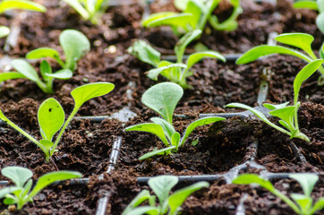 Seedlings growing from seed in a seed tray.