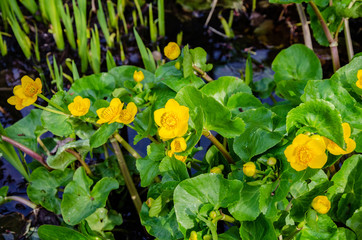 Fototapeta na wymiar Marsh Marigold flowers, yellow in early spring. Close up view of the plant growing at the edge of a garden pond.