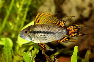 Fototapeta premium Cockatoo Dwarf Cichlid Apistogramma cacatuoides aquarium fish