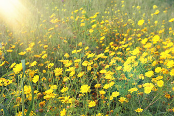 Fototapeta na wymiar background of spring yellow beautiful flowers. selective focus.