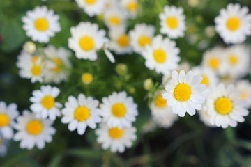 background of spring beautiful daisy flowers. selective focus