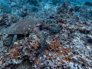 Hawksbill sea turtle breaks hard corals to extract anemones, shrimps and sponges as part of its diet. Its narrow head and jaws shaped like a beak allow it to get food from crevices in coral reefs.