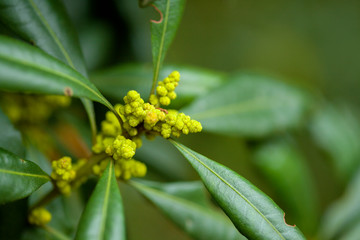 Flora of Gran Canaria - Myrica faya