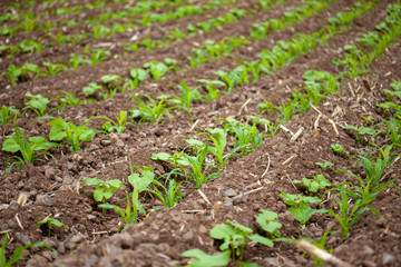 field planted with maize and beans