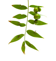 Flora of Gran Canaria - Semele gayae