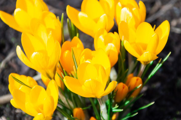 Obraz premium Yellow crocus flowers