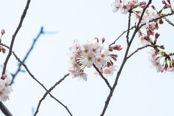 Cherry blossom in spring for background or copy space for text
