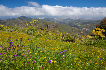 Gran Canaria in flower