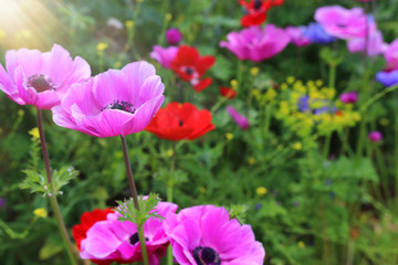 photo of colorful poppies in the green field.