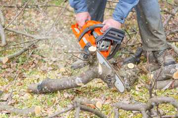Worker using chain saw and cutting tree branches.