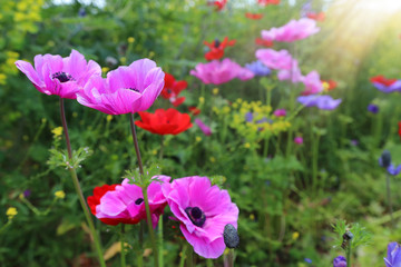 photo of colorful poppies in the green field.