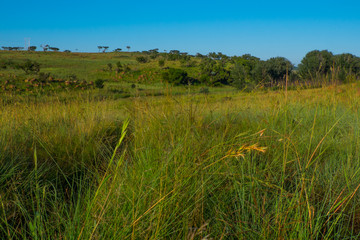 Landscape with a grass field and a clear blue sky