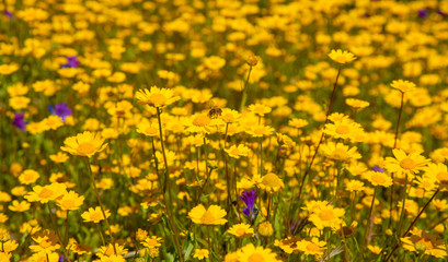 Gran Canaria in flower