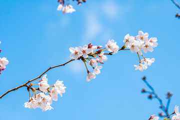 Cherry blossom in spring for background or copy space for text