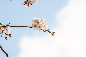 Cherry blossom in spring for background or copy space for text