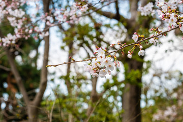 Cherry blossom in spring for background or copy space for text