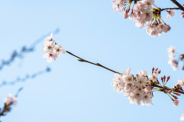 Cherry blossom in spring for background or copy space for text