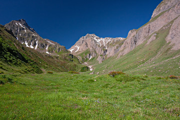 Panoramic view of a mountain pasture in spring bloom