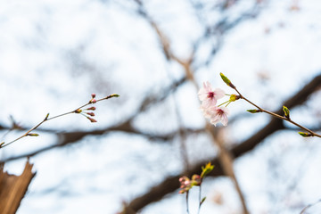 Cherry blossom in spring for background or copy space for text
