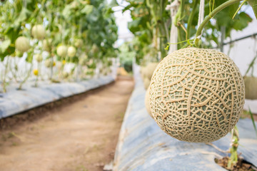 Fresh green Japanese cantaloupe melons plants growing in organic greenhouse garden