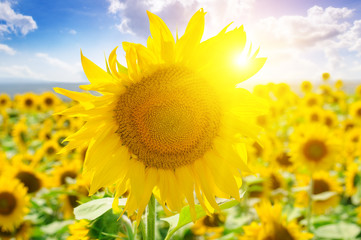 Sunflowers on background of blue sky and sun.