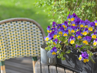 close on purple viola in a flowerpot on a garden table with a little watering can