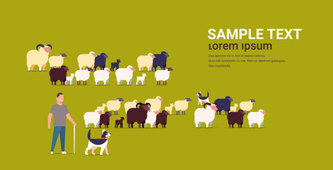 Fototapeta premium shepherd with stick and dogs herding flock of white black sheeps male farmer breeding sheep wool farm concept farmland flat full length copy space horizontal