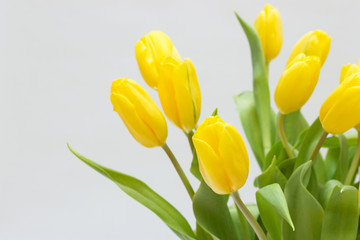 Yellow tulips isolated on white background. Top view. Close-up.