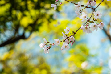 Cherry blossom in spring for background or copy space for text