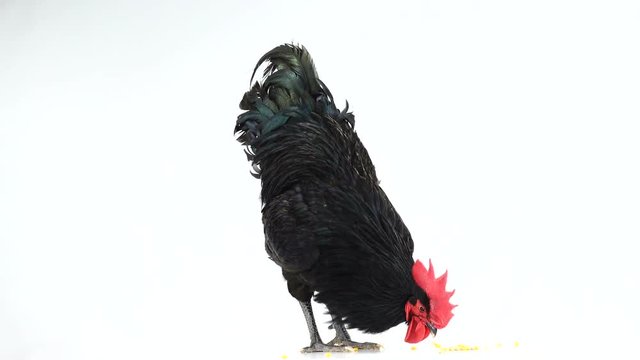 black rooster australorp (Gallus gallus) with dark green plumage pecks grain on white screen