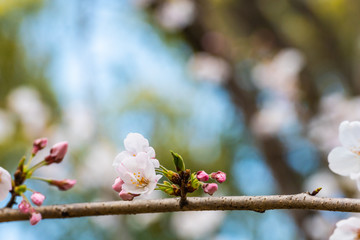Cherry blossom in spring for background or copy space for text