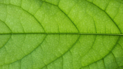 Obraz na płótnie Canvas green leaf detail, close up 