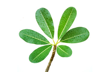 Plumeria leaves isolate on white background.