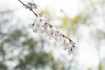 Cherry blossom in spring for background or copy space for text