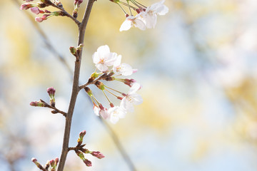 Cherry blossom in spring for background or copy space for text