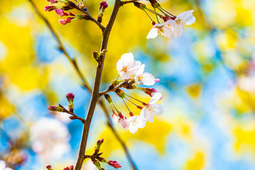 Cherry blossom in spring for background or copy space for text