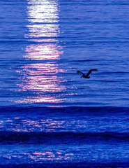 Beautiful Ocean Sunrise in Cocoa Beach, Florida with Waves and Flying Pelican Silhouette