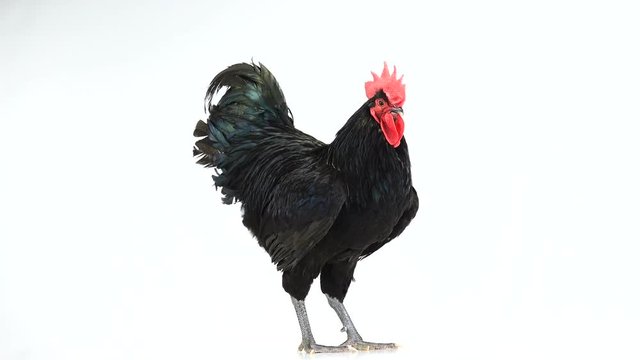 black rooster australorp (Gallus gallus)  rotates with dark green plumage on white screen