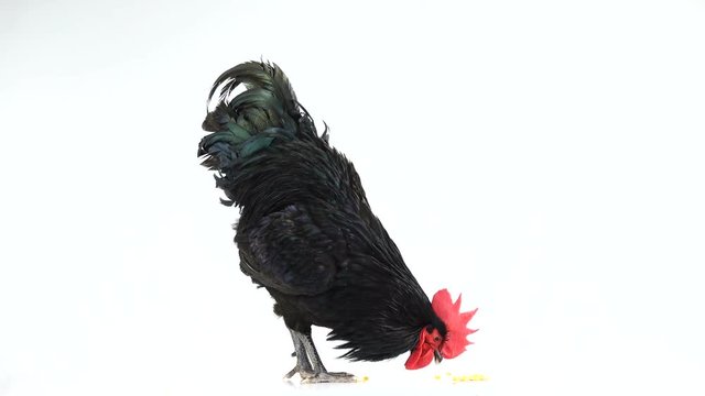 black rooster australorp (Gallus gallus) with dark green plumage pecks grain on white screen