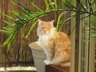 Maine Coon Katzen