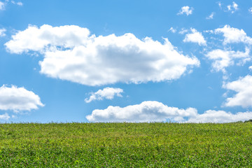 Wiese und blauer Himmel mit Wolken